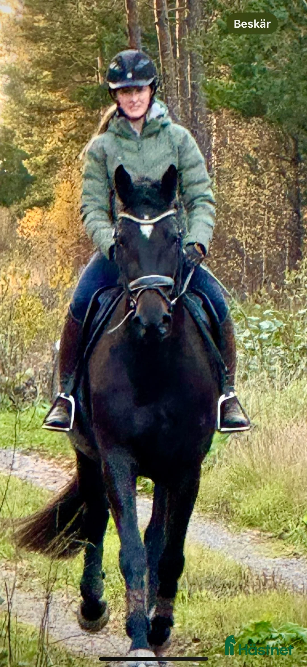 Allround hästar till salu: Thalia 6 årigt sto med stor potential  i Sköldinge - Annons 2
