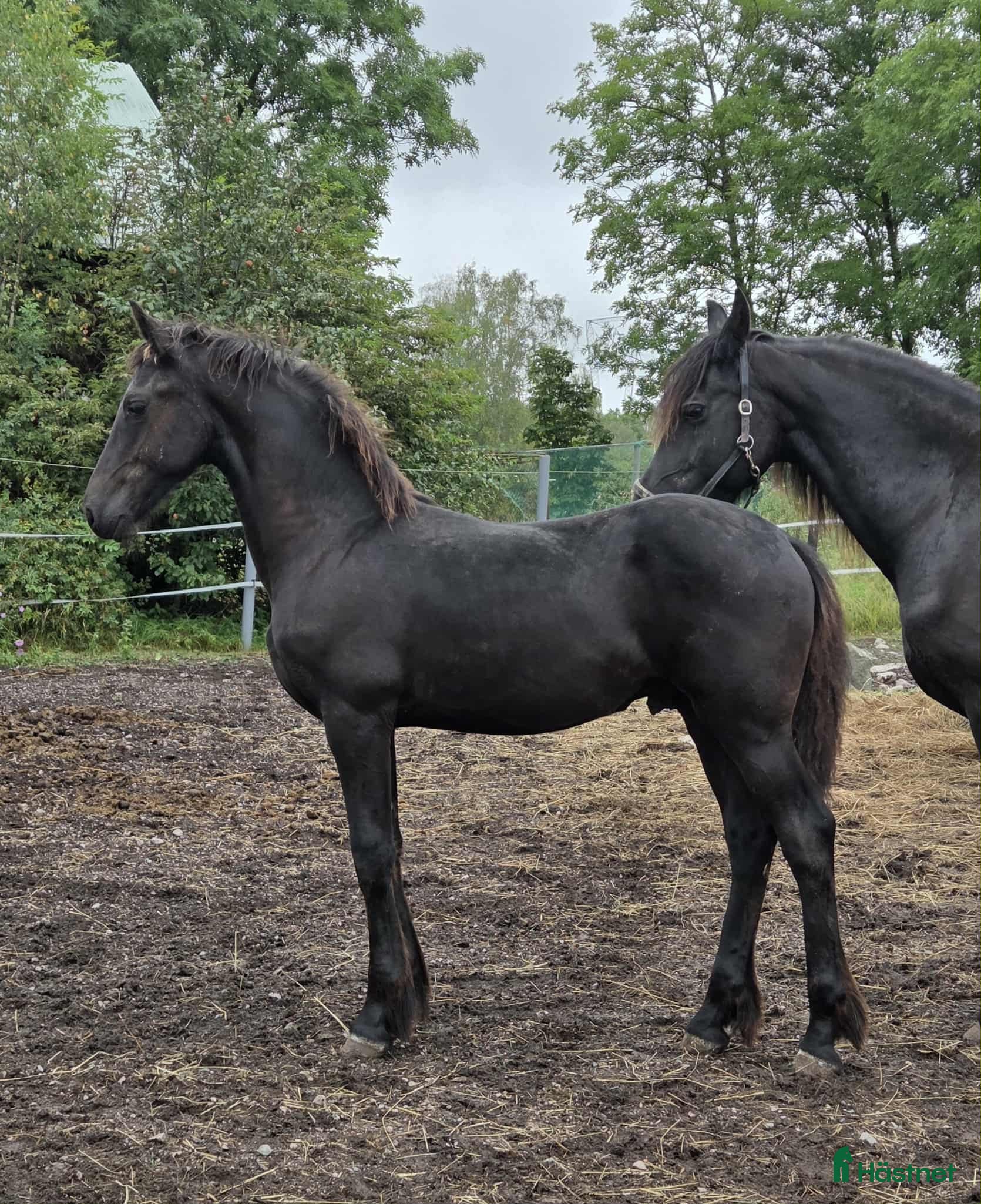  hästar Daryan - lovande framtida sportstjärna i Upplands Väsby - Annons 11