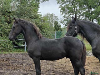 hästar Daryan - lovande framtida sportstjärna - Annons 16