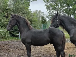 hästar Daryan - lovande framtida sportstjärna - Annons 4