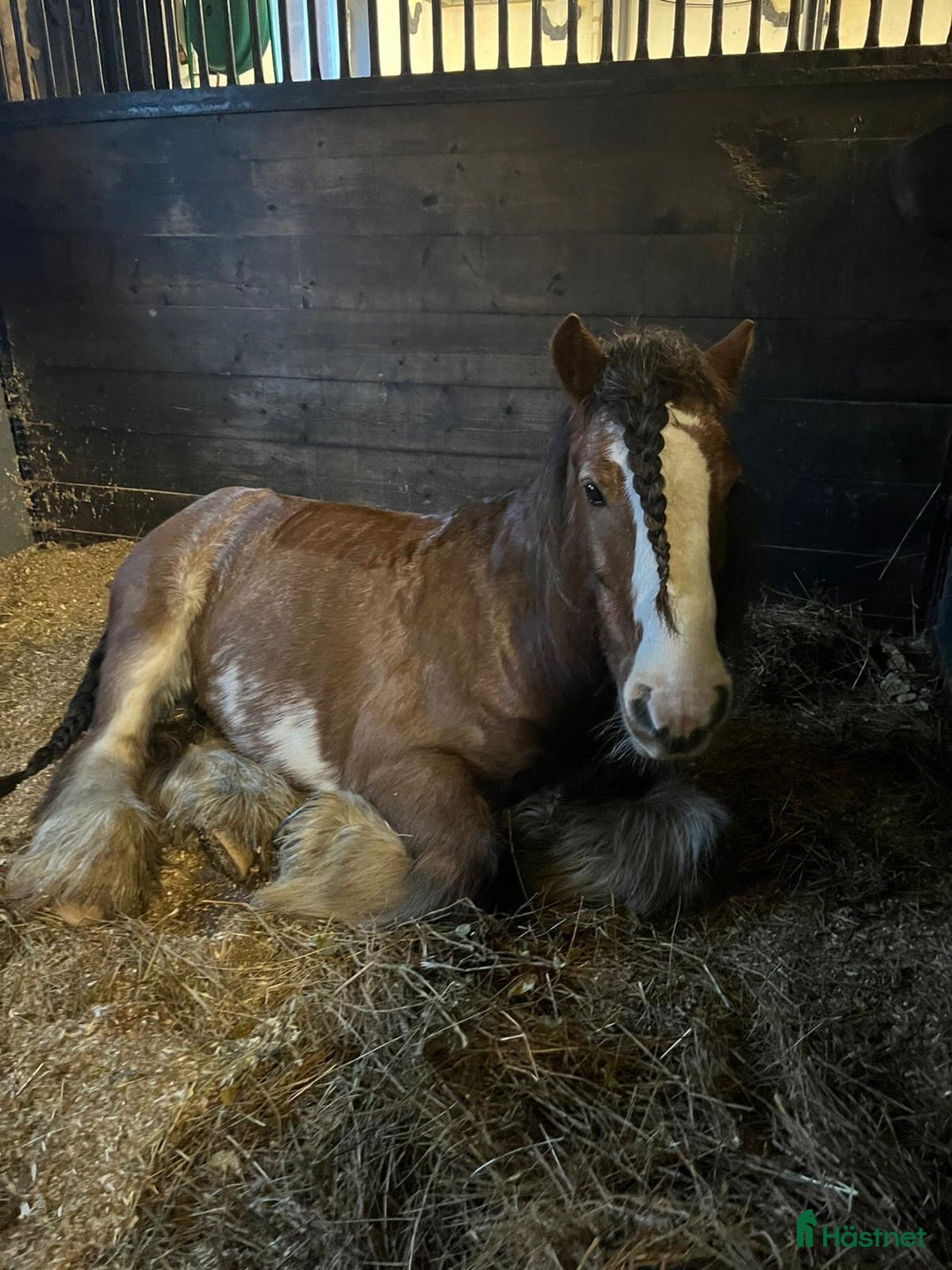Hoppning hästar till salu: Fräck tävlingsponny! i Vedum - Annons 3