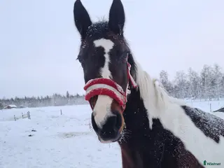 hästar Sällskapsponny - Annons 7