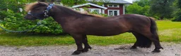 Allround hästar till salu: Mini-shettisvalacker Bosse & Buster (halvbröder) - Annons 4