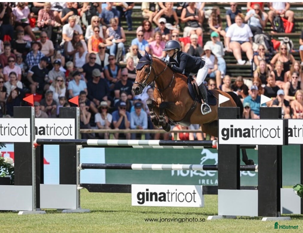  hästar Fantastisk Children/ Amatör häst  - Annons 14