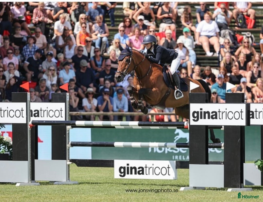 Hoppning hästar till salu: Fantastisk Children/ Amatör häst  i Norrköping - Annons 1