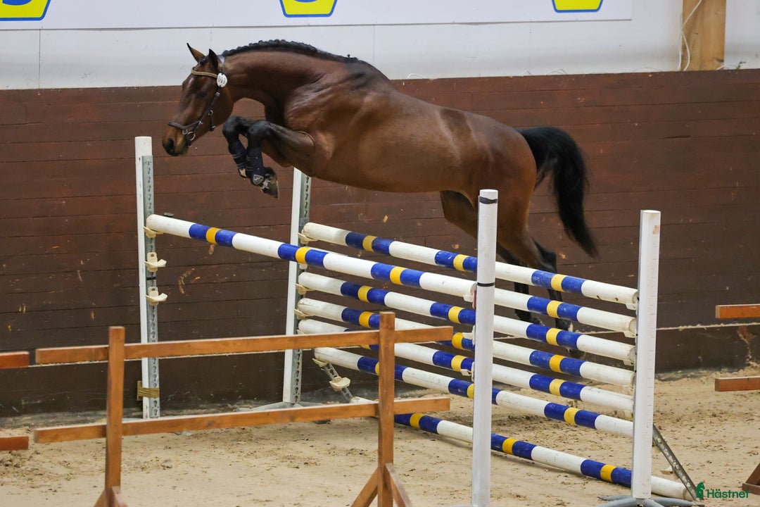 Hoppning hästar till salu: Socialt stoföl e. A magic twist i Klockrike - Annons 4