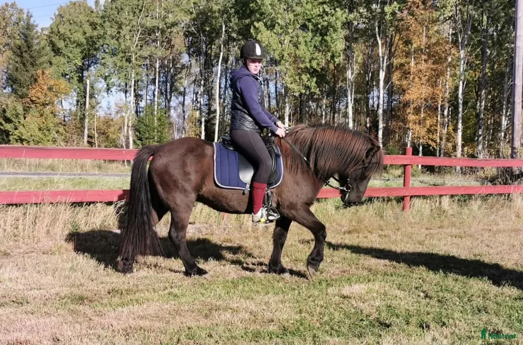 Island hästar till salu: Islandshästar från 2-20år  i Pålsboda - Annons 6