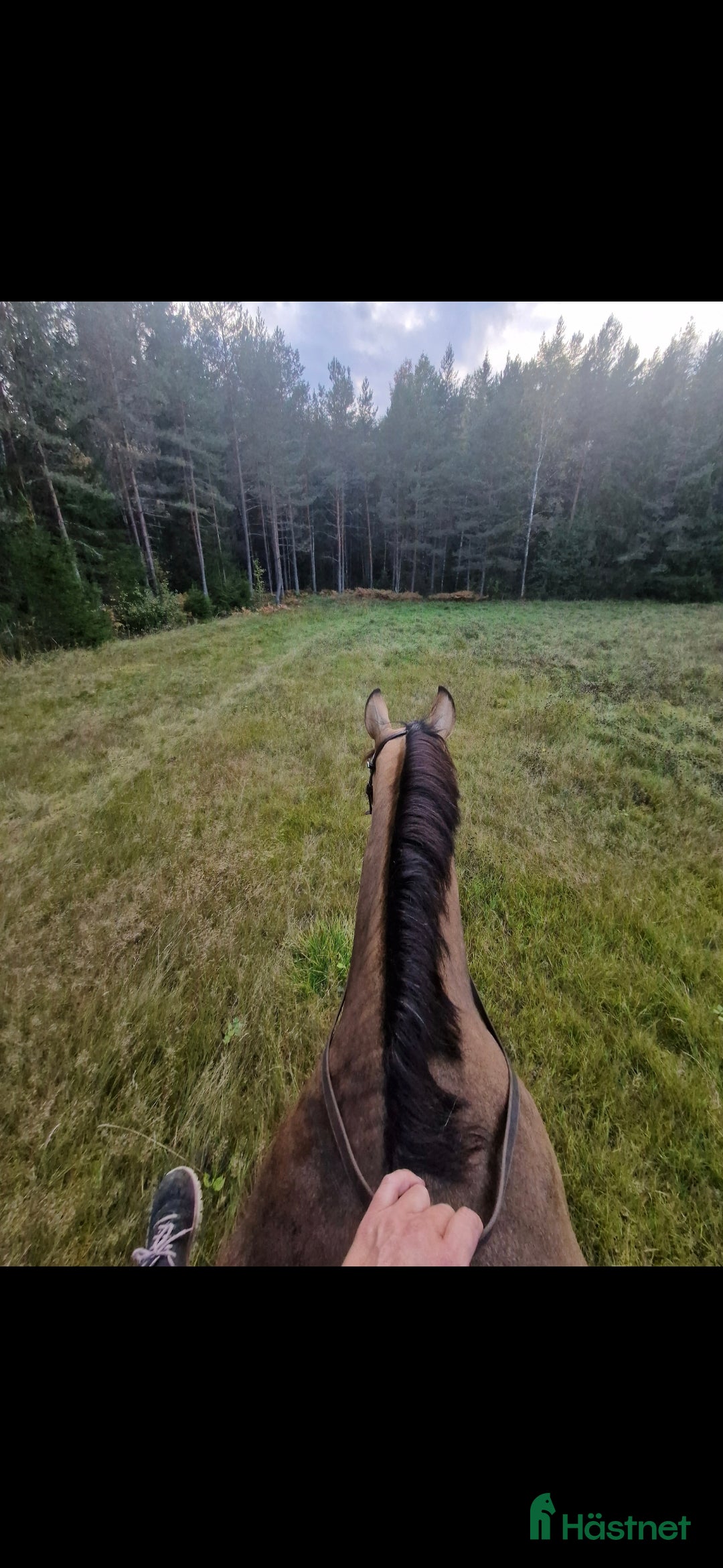  stallplats finnes: Stallplats i Brottby för ponny i Vallentuna - Annons 4