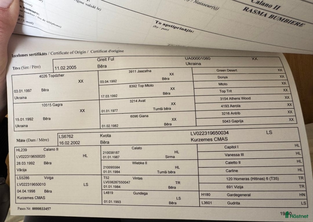 Hoppning hästar till salu: Gucci 2021 - Annons 7
