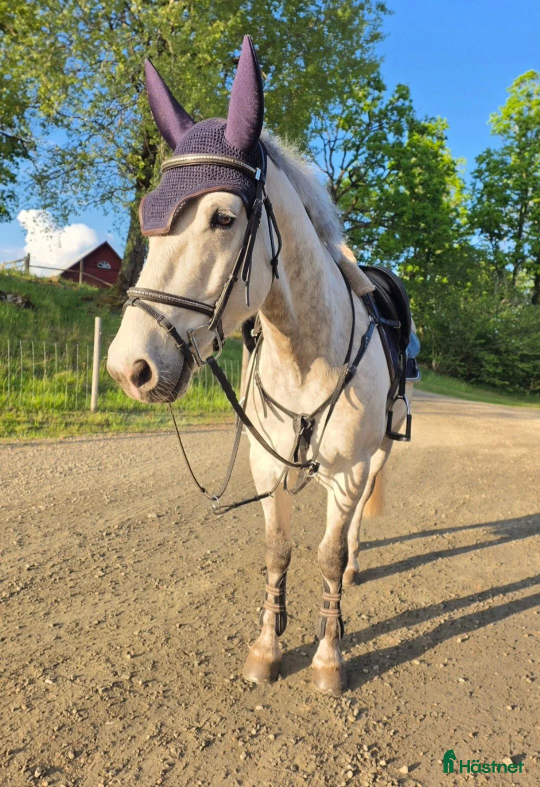 Allround hästar till salu: En riktig bästa vän - Annons 3