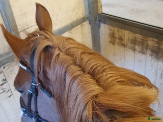 medryttarhäst sökes: Medryttarhäst Sökes runt vaggeryd i Skillingaryd - Annons 16