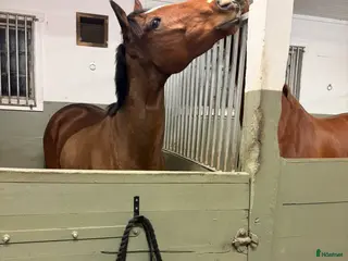 stallplats Ledig stallplats i Västra Husby/Tvärdala - Annons 2