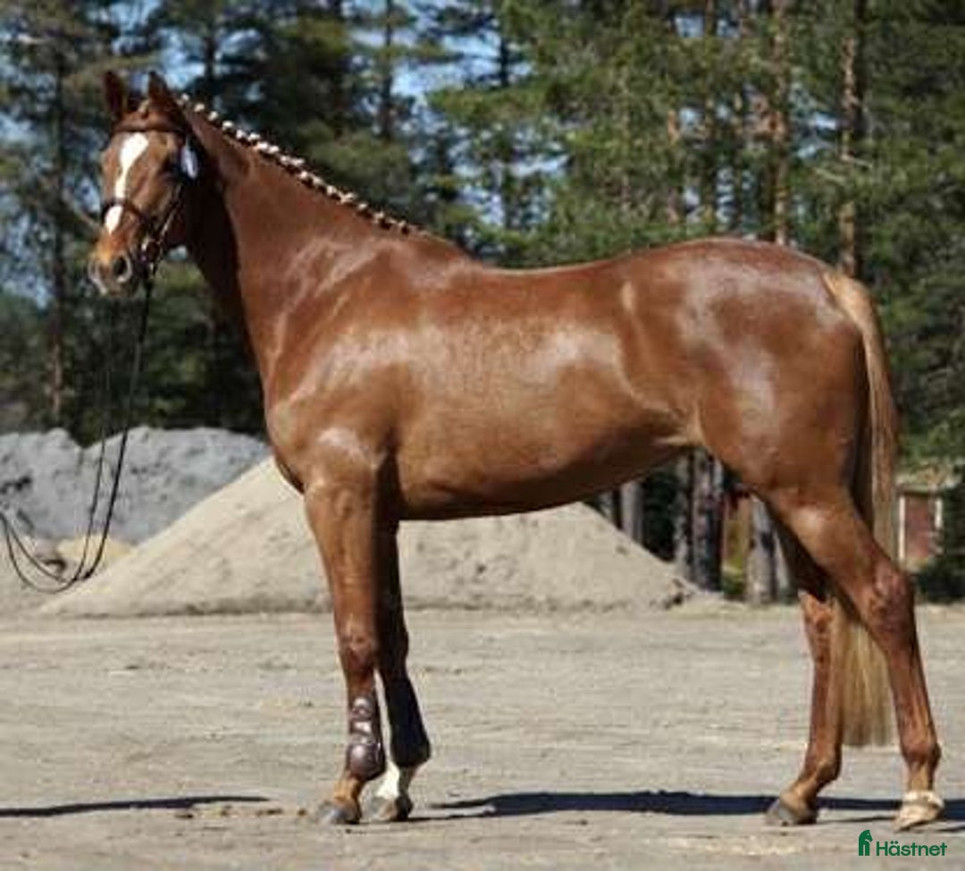 Hoppning hästar till salu: Rutinerad hopphäst i Vännäs - Annons 2