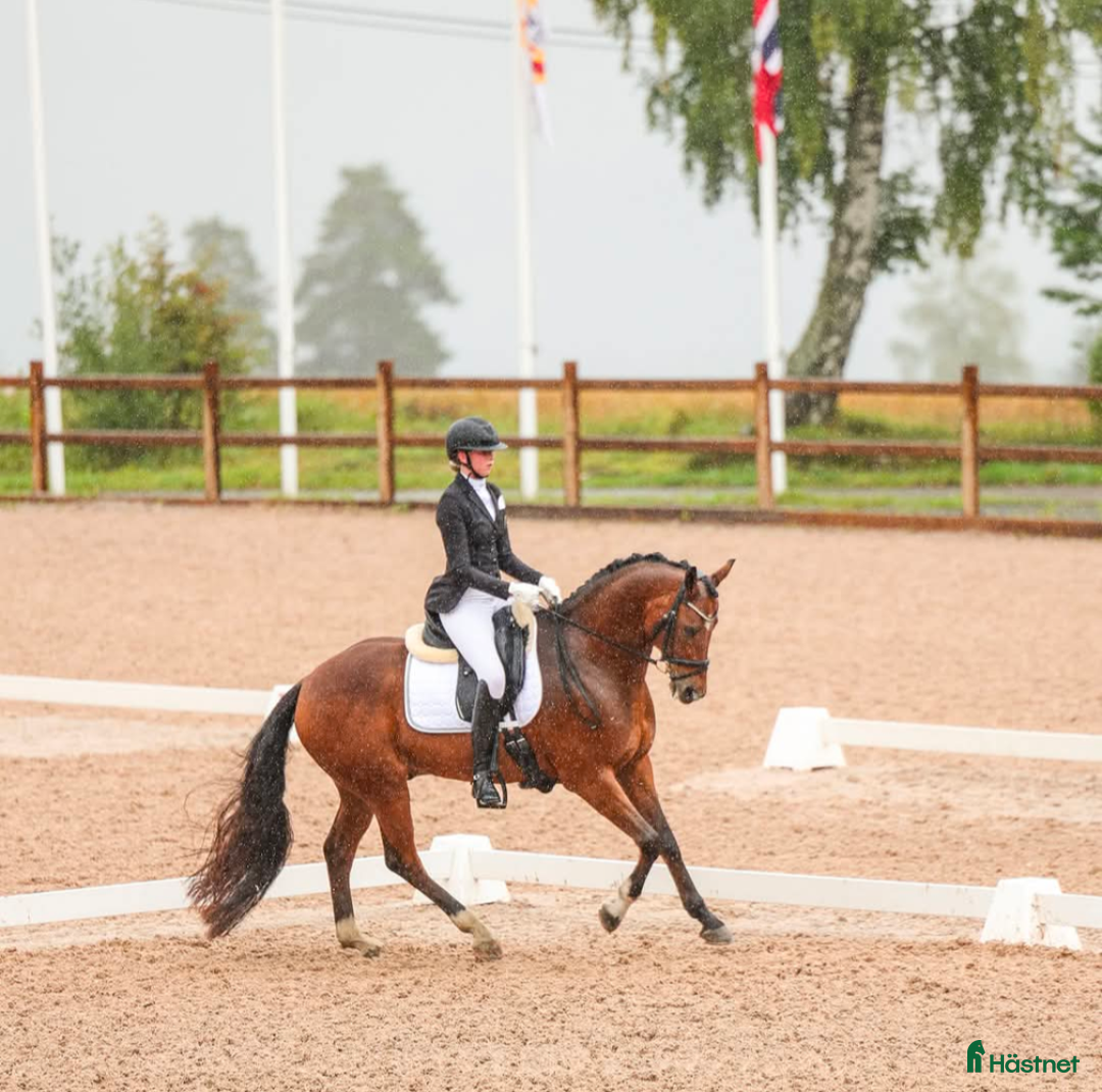 Dressyr hästar sökes: Dressyrhäst i Oslo - Annons 1