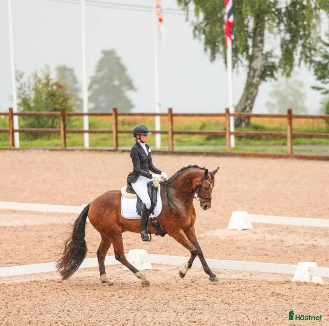 Dressyr hästar sökes: Dressyrhäst i Oslo - Annons 1