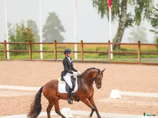 hästar Dressyrhäst i Oslo - Annons 10