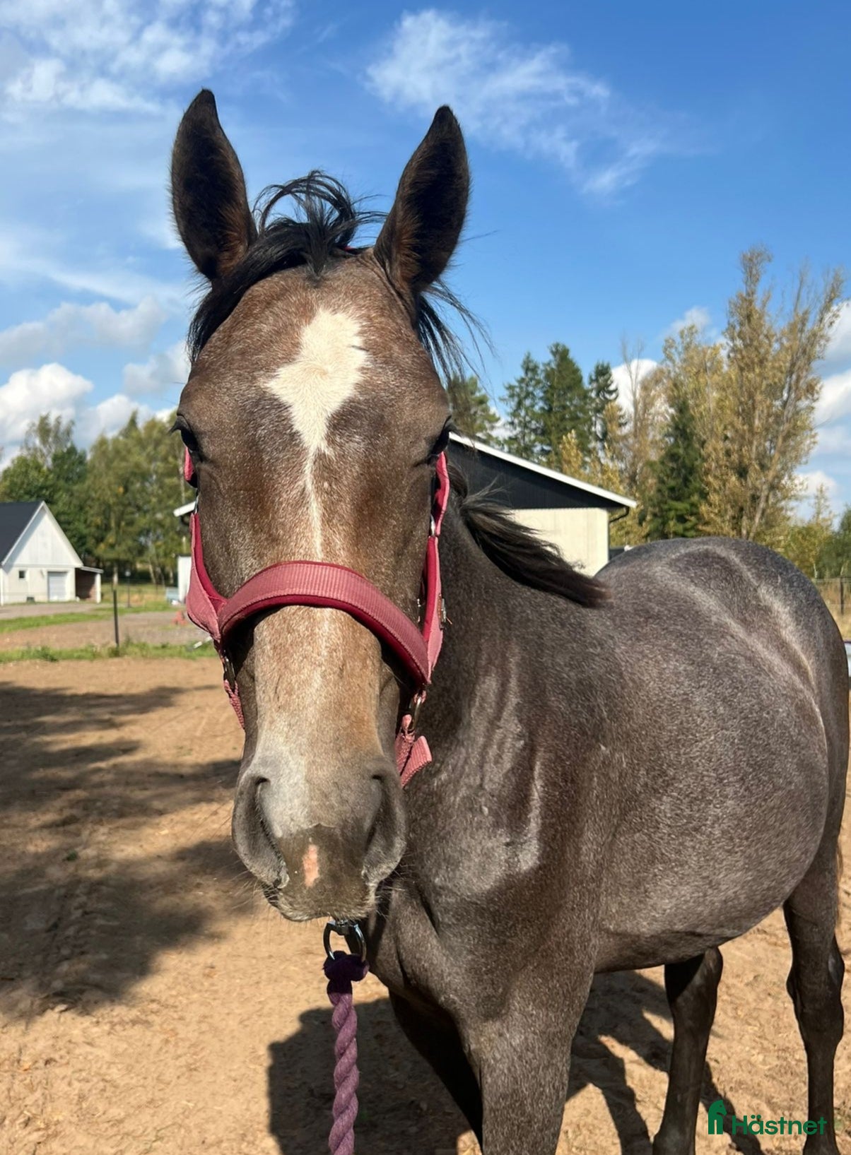  hästar Vaya ConMigo i Blentarp - Annons 11