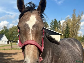 Hoppning hästar till salu: Vaya ConMigo i Blentarp - Annons 2