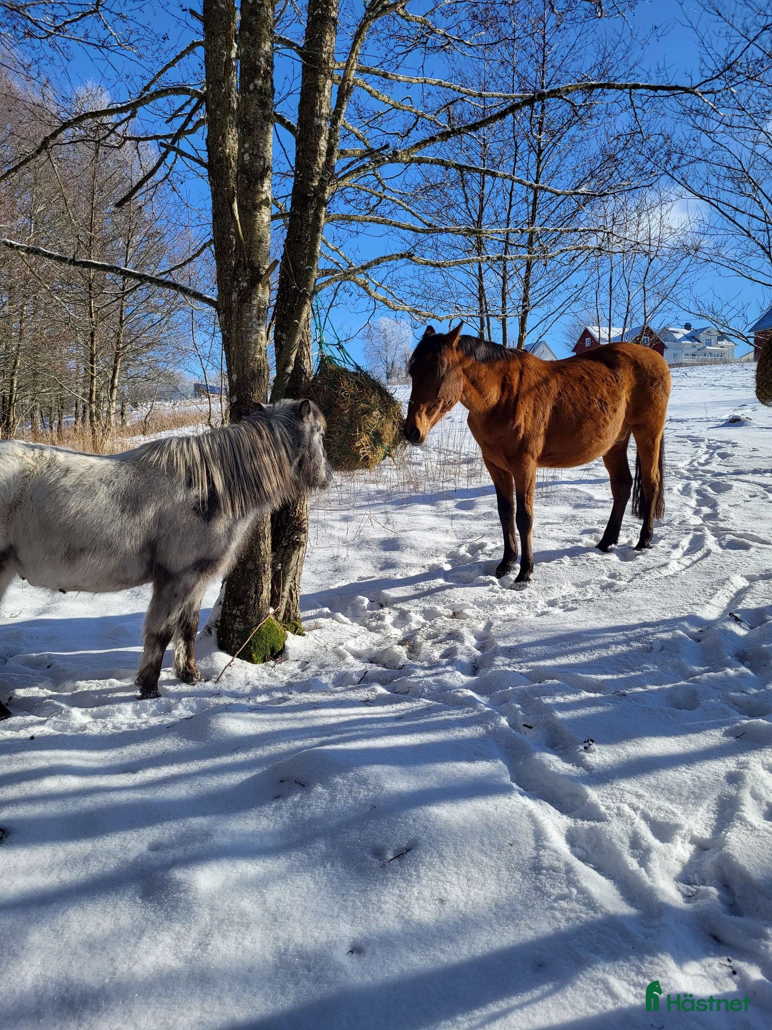  stallplats finnes: Fullservice Lösdrift  i Ljung - Annons 5