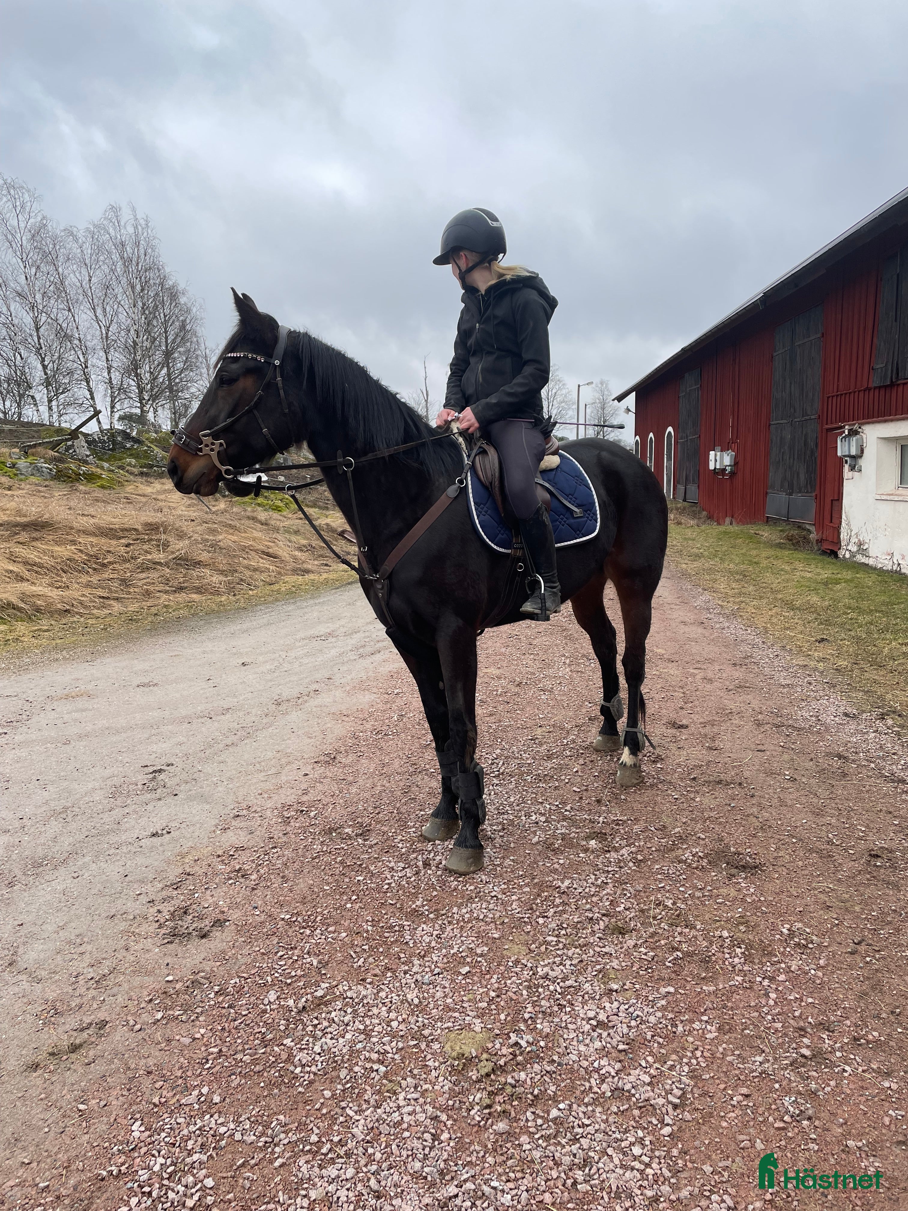  hästar Pigg varmblodstravare  - Annons 3