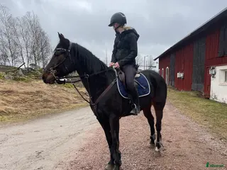 hästar Pigg varmblodstravare - Annons 1