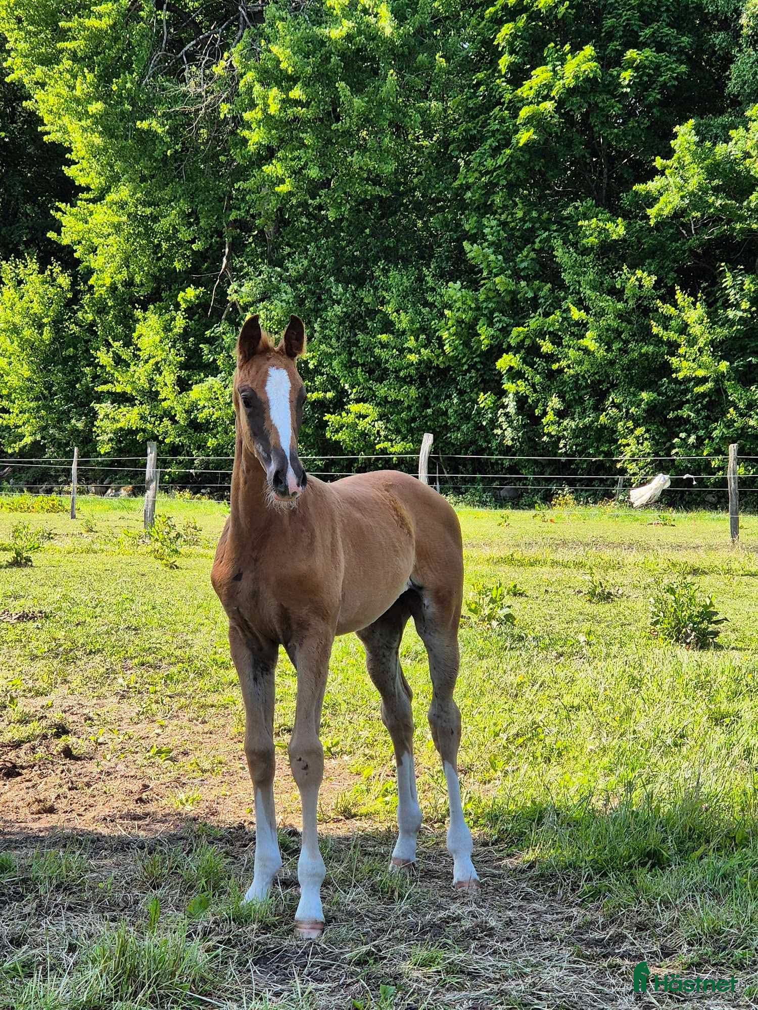  hästar Framtidslöfte med utstrålning  i Helsingborg - Annons 6