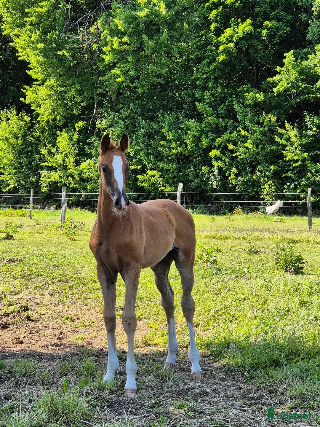 Dressyr hästar till salu: Framtidslöfte med utstrålning  i Helsingborg - Annons 1