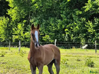 hästar Framtidslöfte med utstrålning i Helsingborg - Annons 6