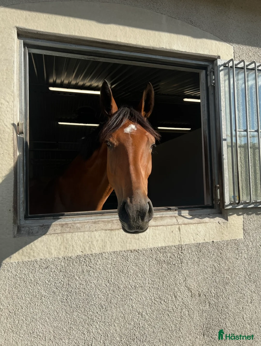 Hoppning hästar till salu: *Reserverad* Finstammat sto - Annons 4