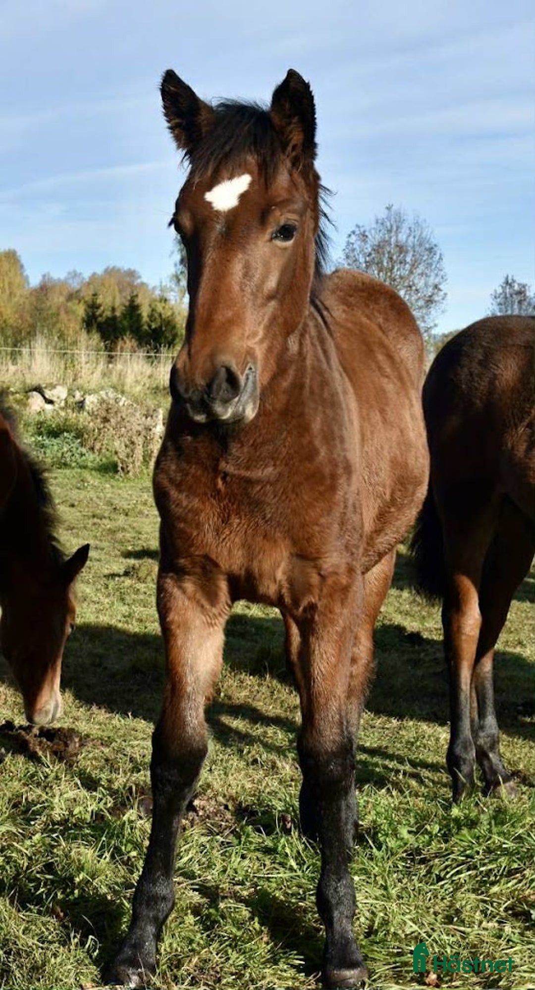 Övrigt hästar till salu: Stoföl, korsning PRE och kallblodstravare i Blidsberg - Annons 3