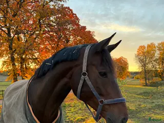 hästar Lyxig hobby-häst med mycket power och utstrålning - Annons 1