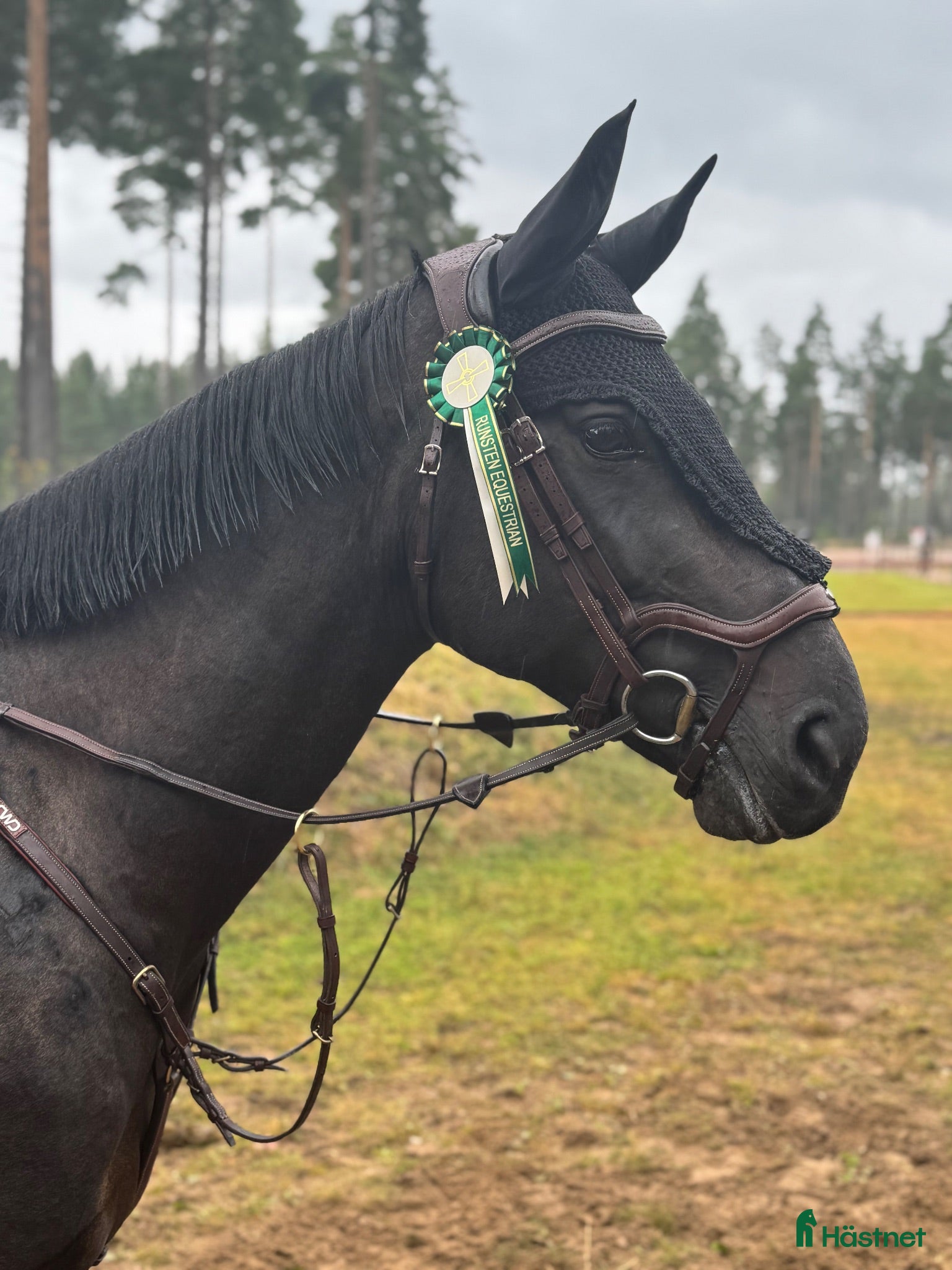  hästar Kvalitéts ponny ✨ - Annons 17