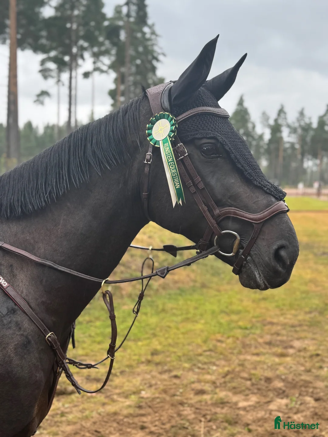 Hoppning hästar till salu: Kvalitéts ponny ✨ - Annons 1