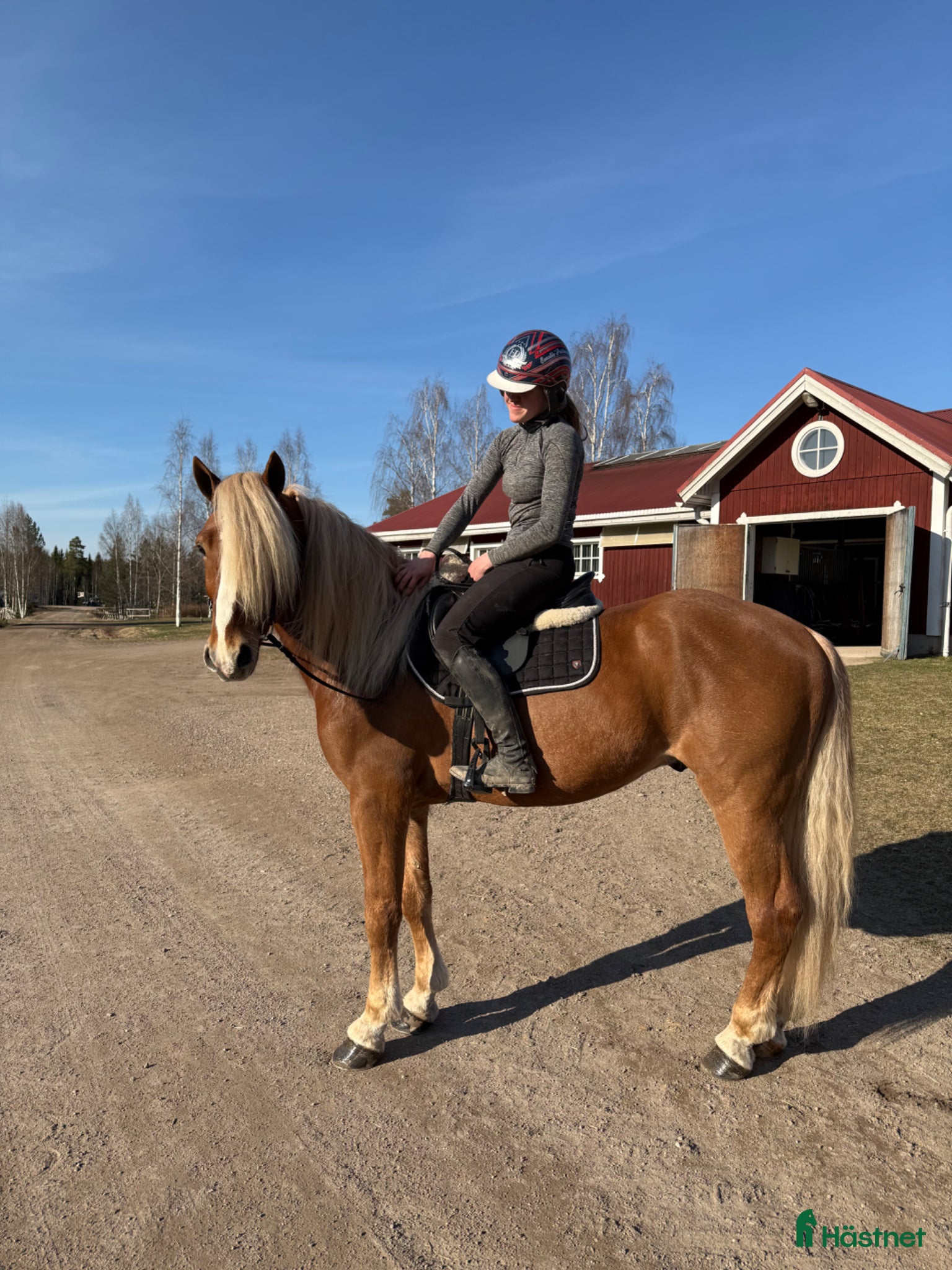  hästar Fantastiskt vacker och trevlig kallblodsvalack. - Annons 2