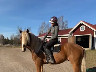 hästar Fantastiskt vacker och trevlig kallblodsvalack. - Annons 1