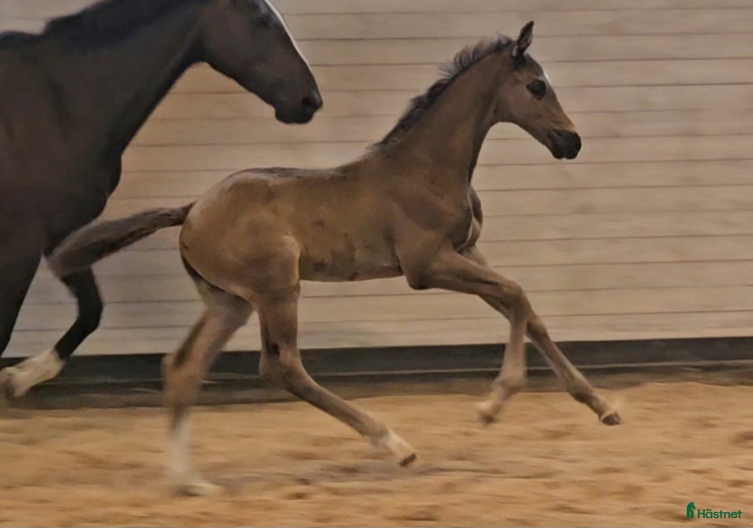 Dressyr hästar till salu: Vacker svart 1 årig hingst med härlig utstrålning  i Hallaröd - Bild 9