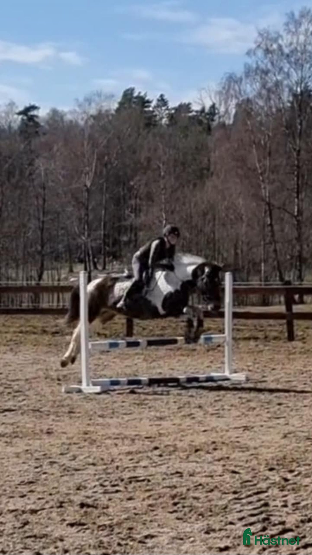 Allround hästar till salu: Dags för vår fina Charlie att hitta en ny ryttare i Munkedal - Annons 2