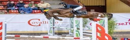 Hoppning hästar till salu: Charm Me Ryal K – en framtida stjärna - Annons 13