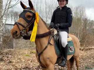 hästar Rolig läromästare - Annons 3