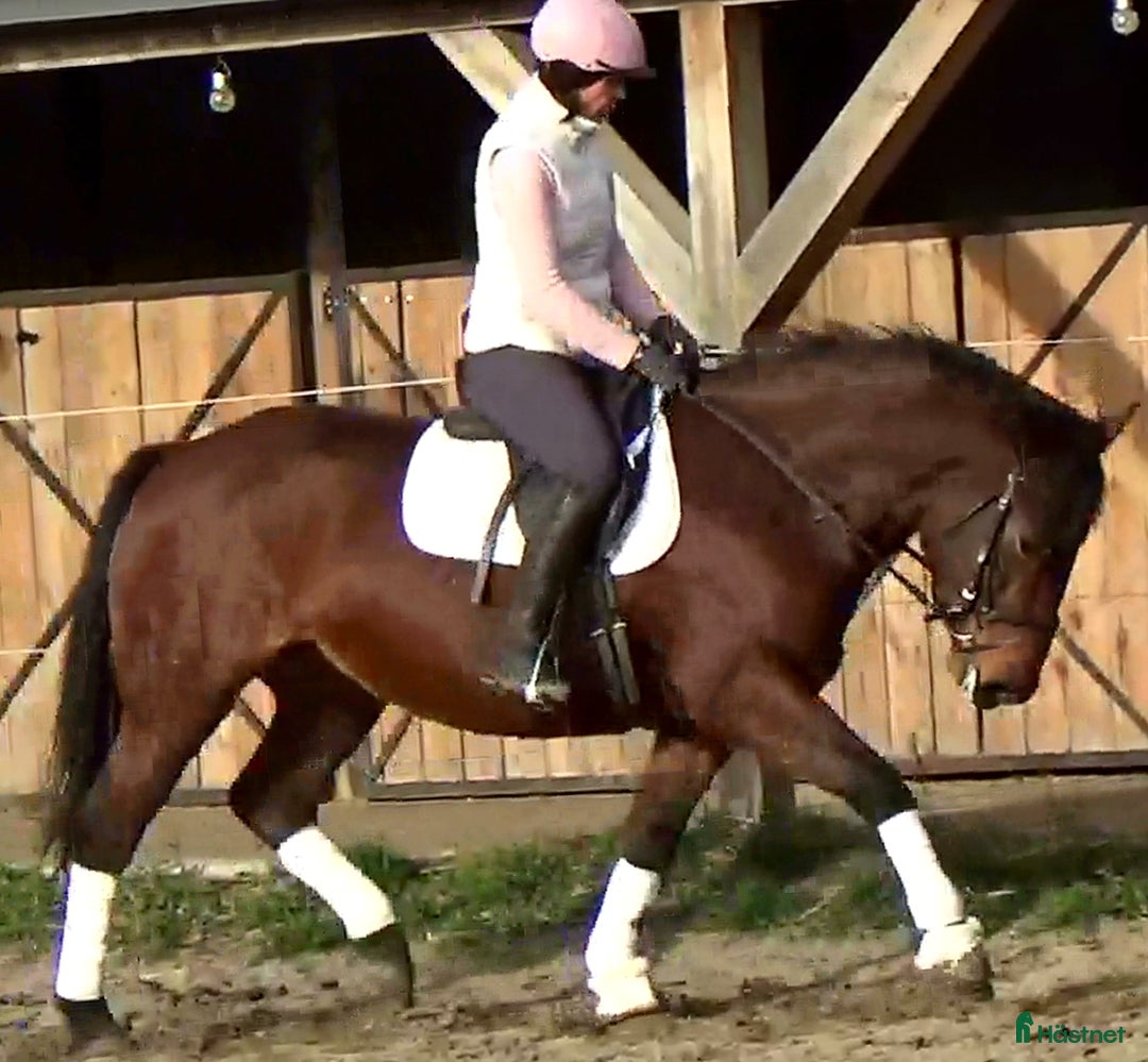 Allround hästar till salu: Gorgeous, sweet and ready for anything allrounder i Örsundsbro - Annons 8