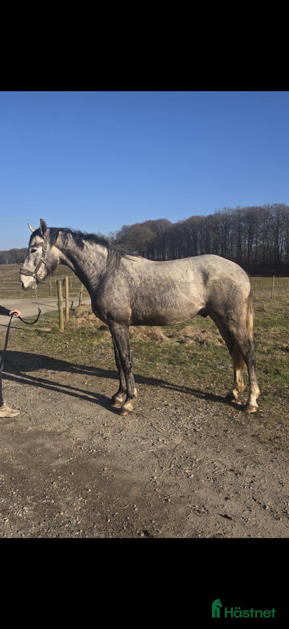  hästar Lovande 3-åring - Annons 14