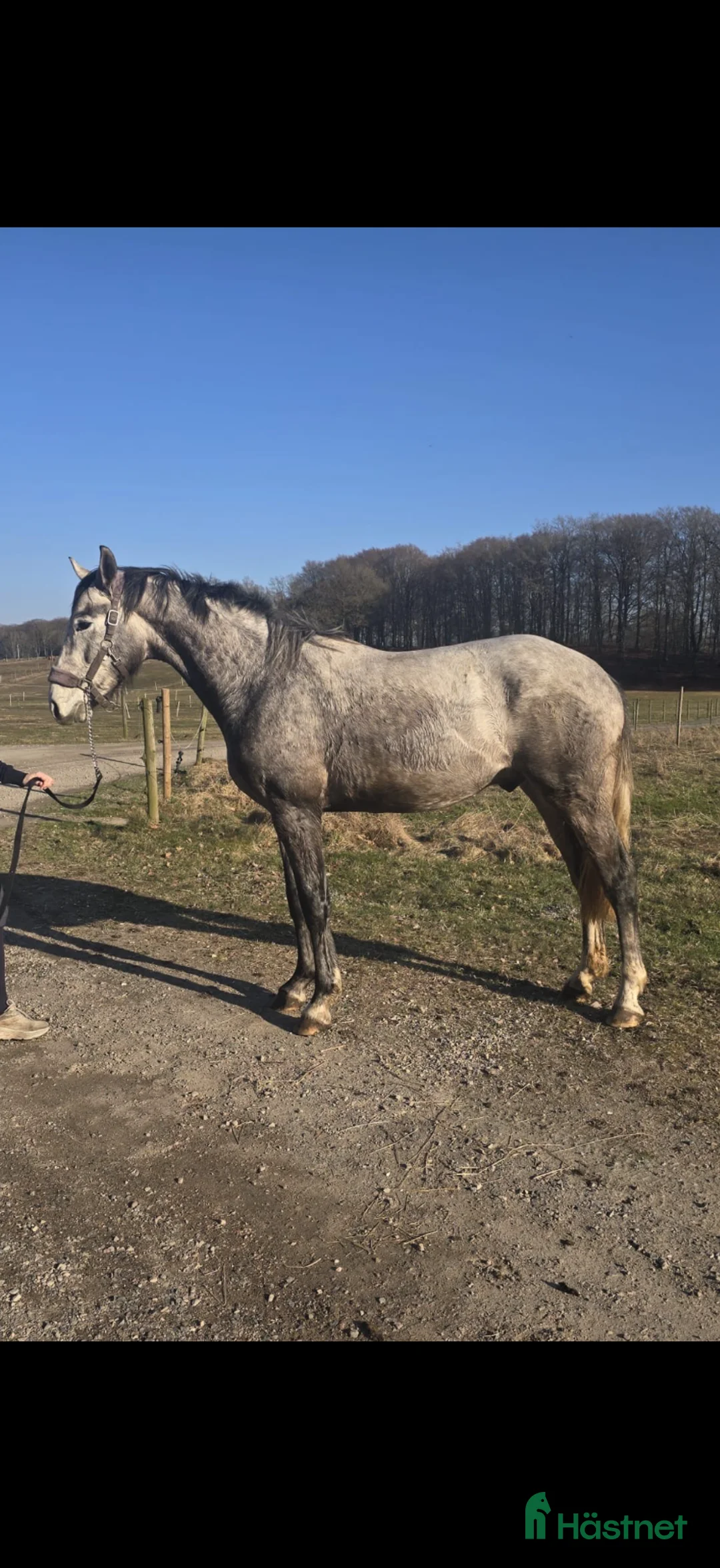 Hoppning hästar till salu: Lovande 3-åring - Annons 1
