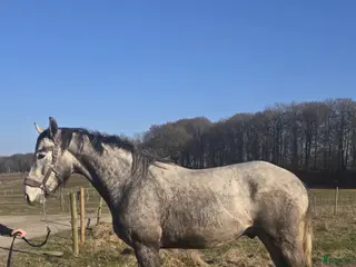 hästar Lovande 3-åring - Annons 14