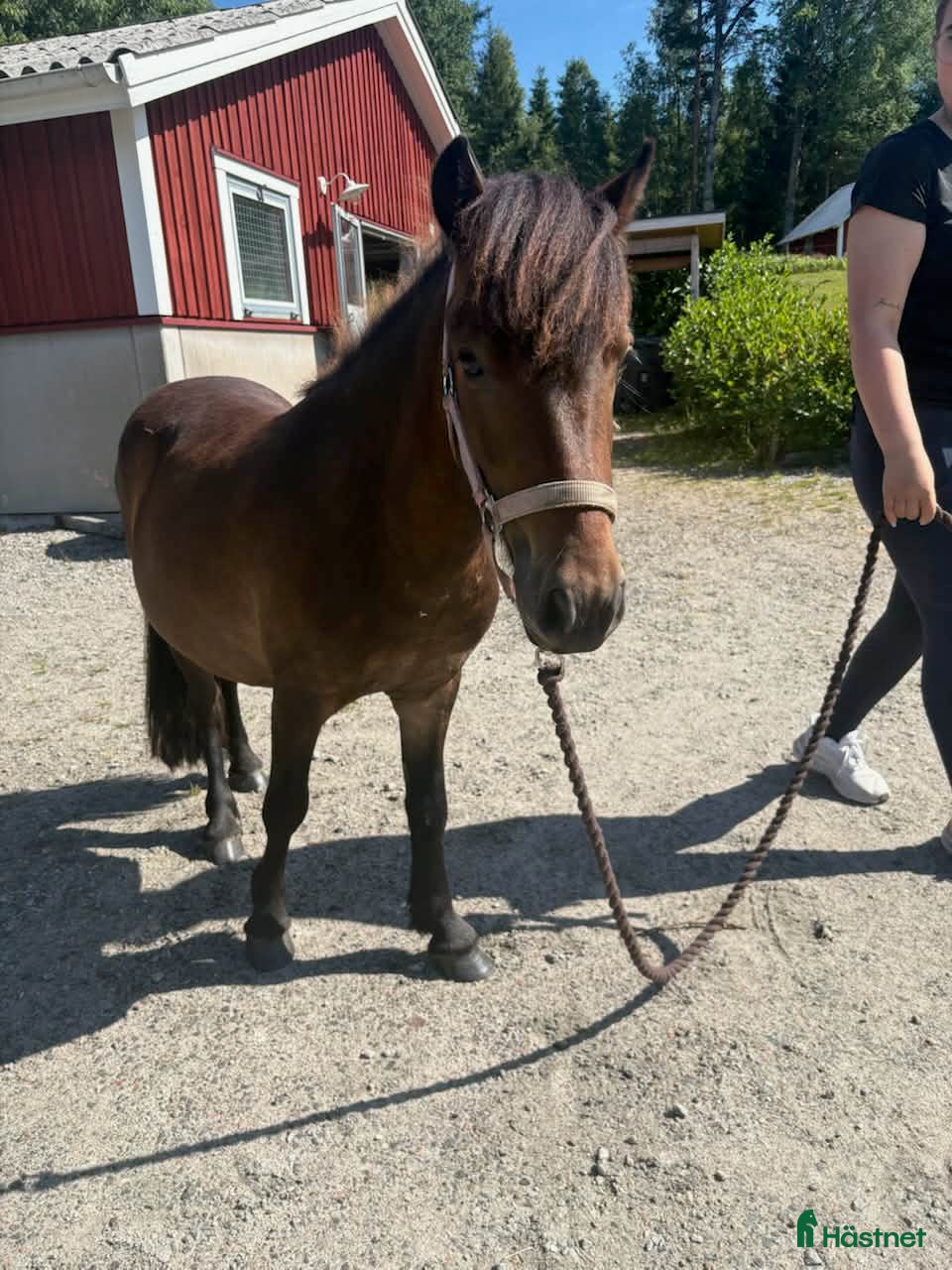  foderhäst Shettis hingst 2 år söker ny fodervärd - Annons 4