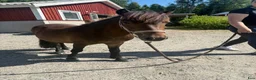  foderhäst finnes: Shettis hingst 2 år söker ny fodervärd - Annons 2
