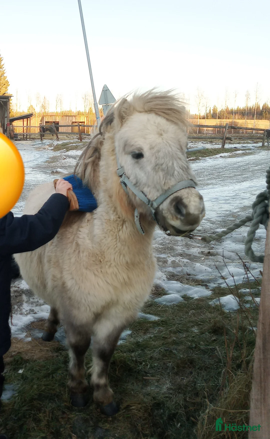 Trav hästar till salu: Shetlandshingst 3 år  - Annons 3