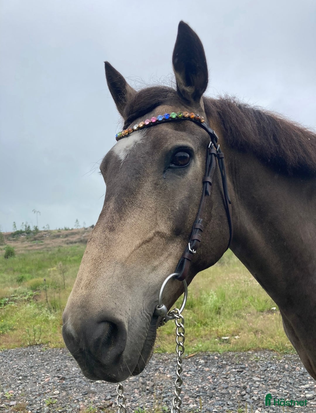 Dressyr hästar till salu: Guldkille till salu! i Kvissleby - Annons 18