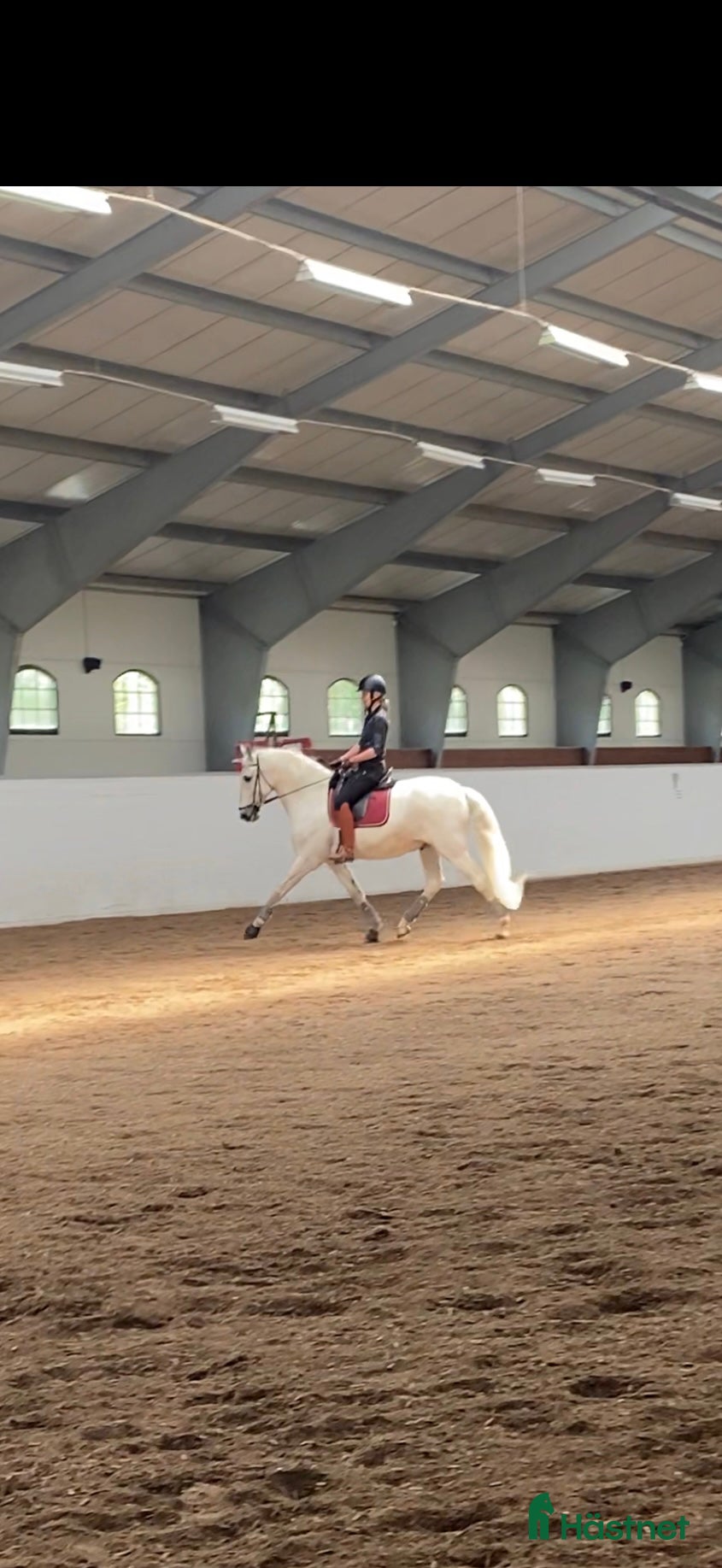  hästar Trevlig dressyrhäst sökes - Annons 2
