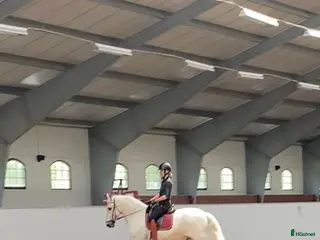 hästar Trevlig dressyrhäst sökes - Annons 1