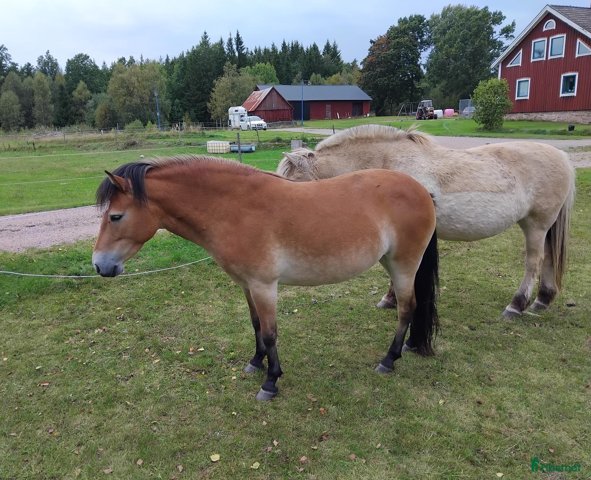  hästar Sto med potential  - Annons 18
